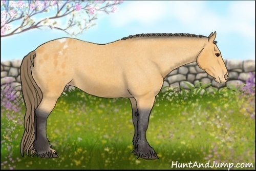 Horse Color: Buckskin Varnish 