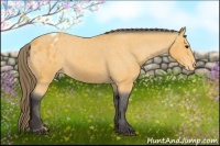 Horse Color:Buckskin Varnish 