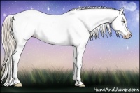 Horse Color:Palomino Dun Tobiano Near Leopard 