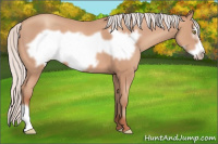Horse Color:Silver Amber Champagne Frame 