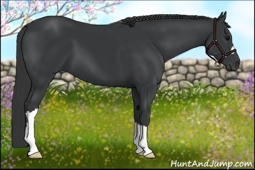 Horse Color: Black 