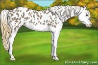 Horse Color:Smoky Grullo Splash Appaloosa 