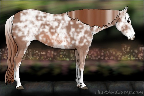 Horse Color: White Spotted Liver Chestnut Ice Sabino 