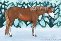 Horse Color:Liver Chestnut Sabino