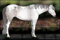 Horse Color:Gray Bay Tobiano Appaloosa 