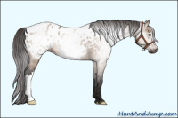 Horse Color:Gray Bay Dun Blanket Rabicano 