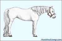 Horse Color:Gray White Spotted Bay 