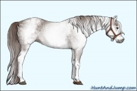 Horse Color:Gray White Spotted Chestnut Rabicano 