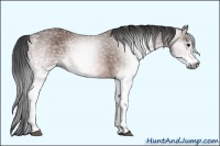 Horse Color:Gray White Spotted Bay 