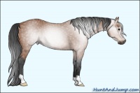 Horse Color:Gray Bay 