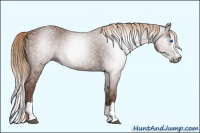 Horse Color:Gray Chestnut Sabino Splash Rabicano 