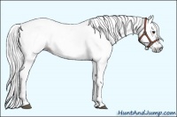 Horse Color:Gray White Spotted Chestnut Sabino 