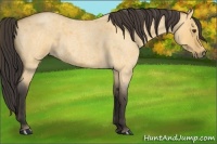 Horse Color:Buckskin Roan Dun 