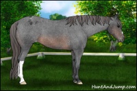 Horse Color:Brown Appaloosa 