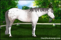 Horse Color:Gray Bay Appaloosa 