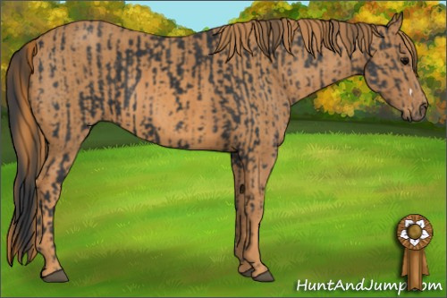 Horse Color: Black  Brindle