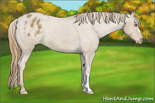 Horse Color: Sable Cream Champagne Blanket 