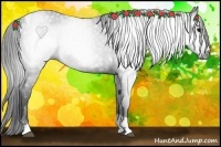 Horse Color:Gray Black Splash Tobiano 