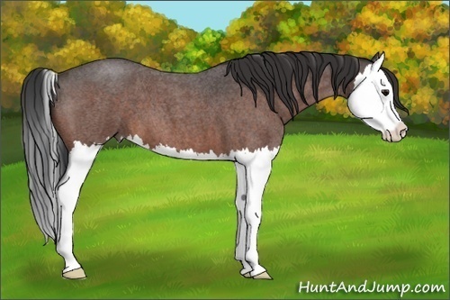Horse Color: Bay Roan Splash 