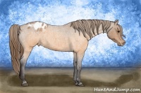 Horse Color:Buckskin Roan Blanket 