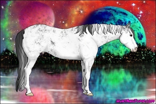 Horse Color:Black Ice Sabino