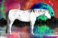 Horse Color:Black Ice Sabino