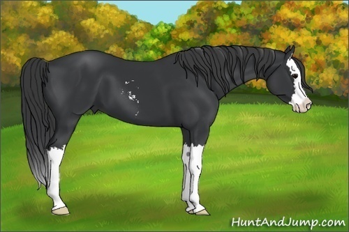 Horse Color: Unknown 
