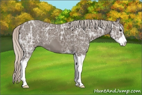 Horse Color:Silver Black Ice Sabino