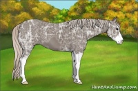 Horse Color:Silver Black Ice Sabino 