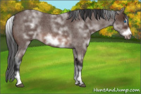 Horse Color:White Spotted Brown Roan Frame 