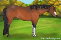 Horse Color:Brown 