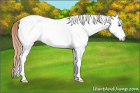 Horse Color:White Spotted Liver Chestnut Sabino