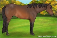 Horse Color:Buckskin 
