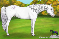 Horse Color:Watercolor Buckskin Appaloosa