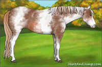 Horse Color:White Spotted Liver Chestnut Sabino 