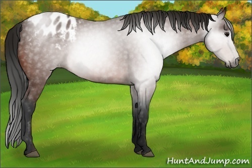 Horse Color:Gray Bay Appaloosa 