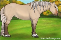Horse Color:Silver Bay Dun