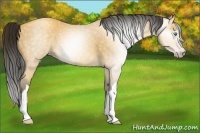 Horse Color:Gray Amber Cream Champagne