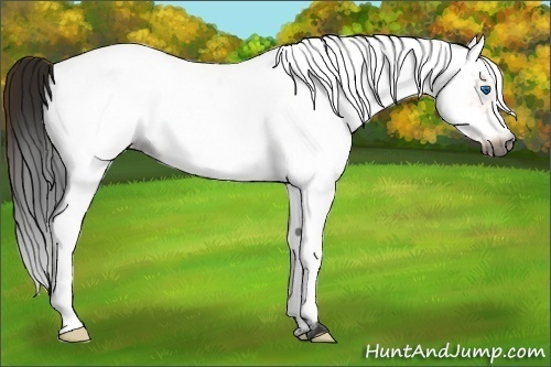 Horse Color:Gray White Spotted Buckskin Frame 
