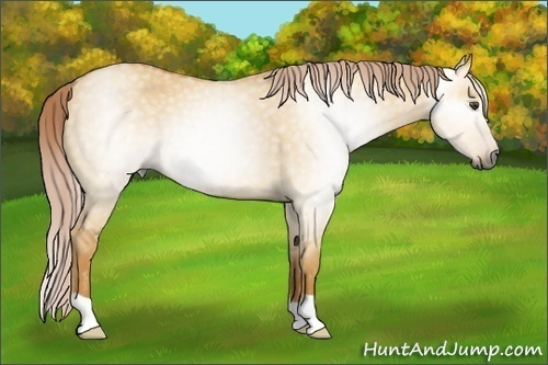 Horse Color:Gray Palomino Dun 