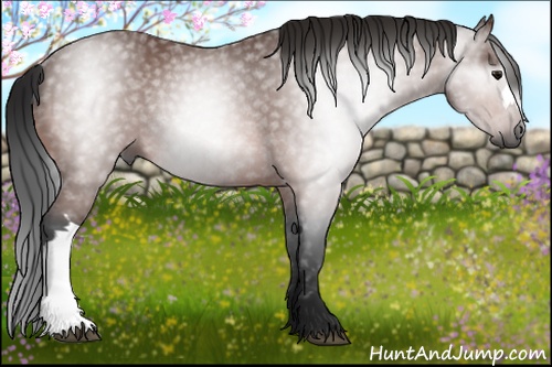 Horse Color:Gray Bay Rabicano