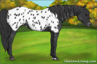 Horse Color:Brown Near Leopard 