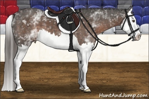 Horse Color:White Spotted Liver Chestnut Splash 