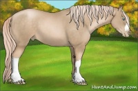 Horse Color:Chocolate Palomino Pearl 