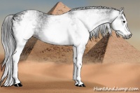 Horse Color:Gray White Spotted Smoky Black Splash 