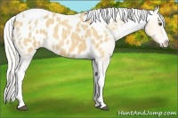Horse Color:Silver Buckskin Roan Splash Tobiano Blanket 