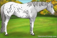 Horse Color:Black Sabino Tobiano Frame Appaloosa 