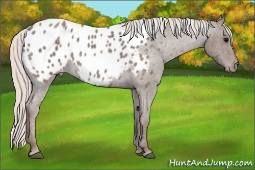 Horse Color: Silver Blue Roan Blanket 