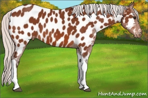 Horse Color: Silver Bay Tobiano Near Leopard 