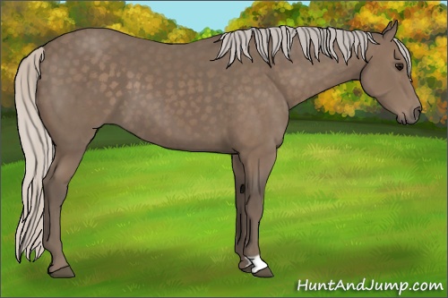 Horse Color: Silver Black 